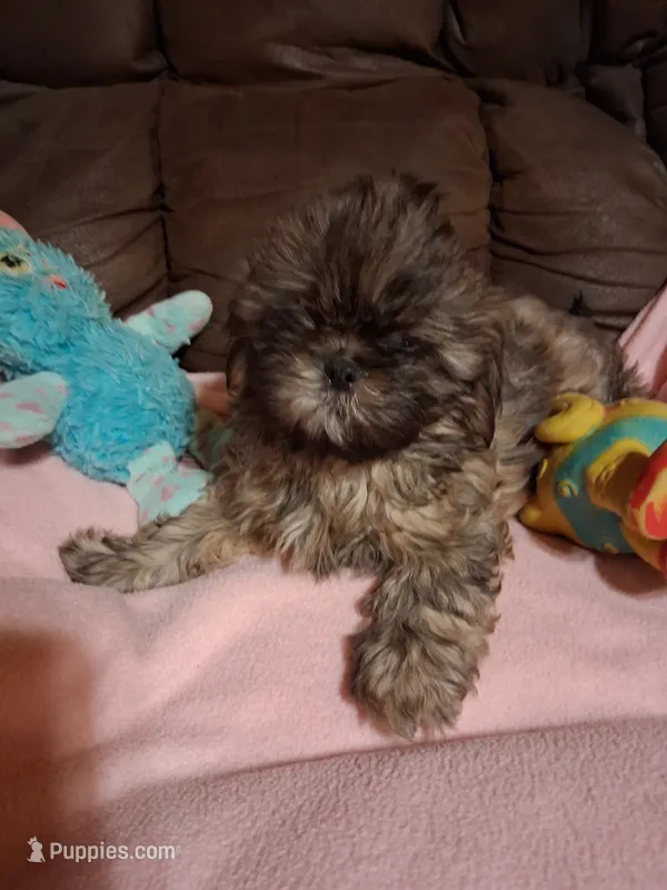 Emma – Shih Tzu puppy for sale in Montgomery, LA