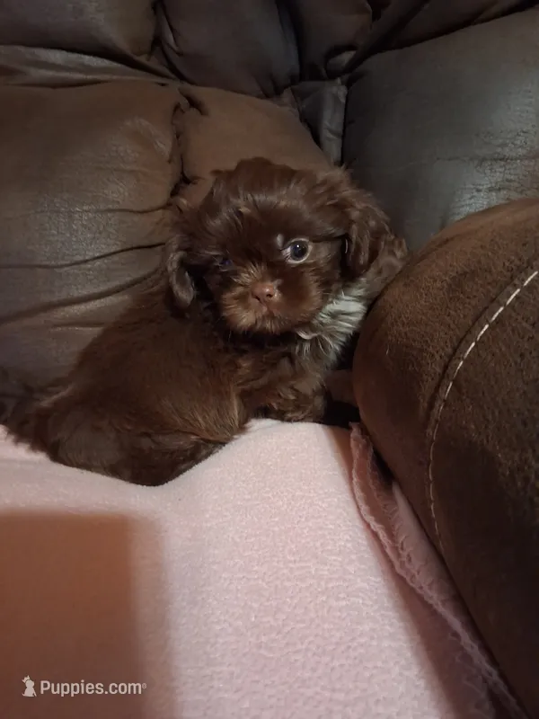 Max – Shih Tzu puppy for sale in Montgomery, LA