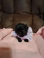 Lily, a female Shih Tzu for sale in Montgomery, LA – 5 of 5