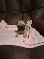 Hulk, a male Pug for sale in Montgomery, LA – 4 of 4