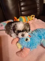 Preston, a male Shih Tzu for sale in Montgomery, LA – 3 of 3