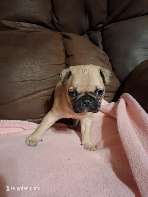 Diesel – Pug puppy for sale in Montgomery, LA