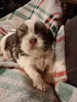 Levi, a male Shih Tzu for sale in Montgomery, LA – 2 of 3