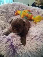 Ashley, a female Shih Tzu for sale in Montgomery, LA – 2 of 3