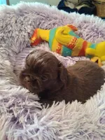 Ashley, a female Shih Tzu for sale in Montgomery, LA – 1 of 3