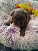 Ashley, a female Shih Tzu for sale in Montgomery, LA – 3 of 3