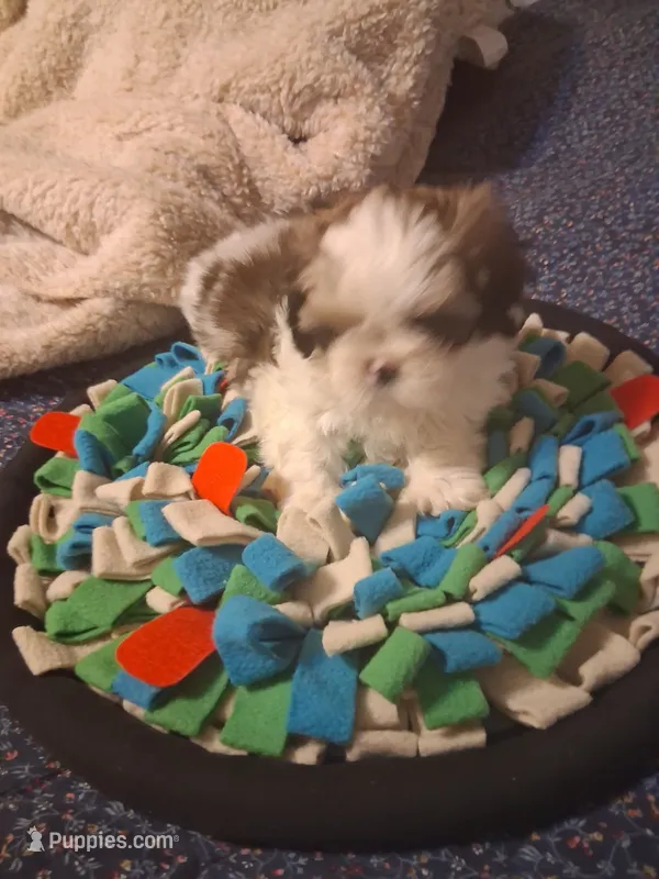Hank – Shih Tzu puppy for sale in Montgomery, LA