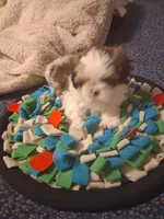 Hank, a male Shih Tzu for sale in Montgomery, LA – 1 of 3