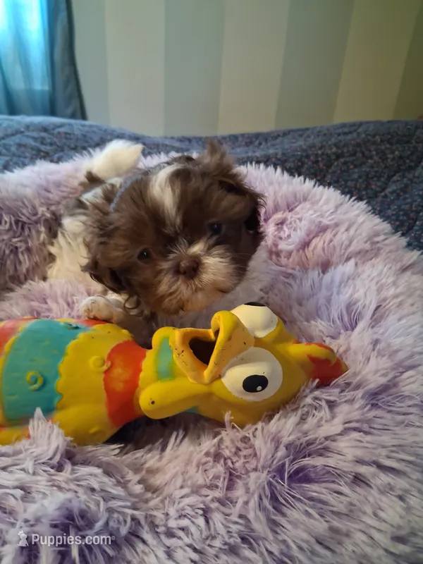 Avery – Shih Tzu puppy for sale in Montgomery, LA