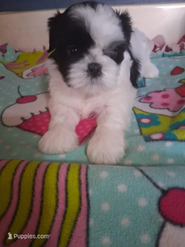 Noah – Shih Tzu puppy for sale in Montgomery, LA