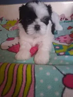 Noah, a male Shih Tzu for sale in Montgomery, LA – 1 of 2