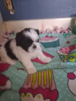 Noah, a male Shih Tzu for sale in Montgomery, LA – 2 of 2
