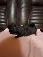 Liky, a female Shih Tzu for sale in Montgomery, LA – 2 of 2