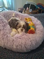 Levi, a male Shih Tzu for sale in Montgomery, LA – 2 of 3