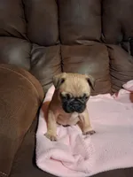 Hulk, a male Pug for sale in Montgomery, LA – 3 of 4