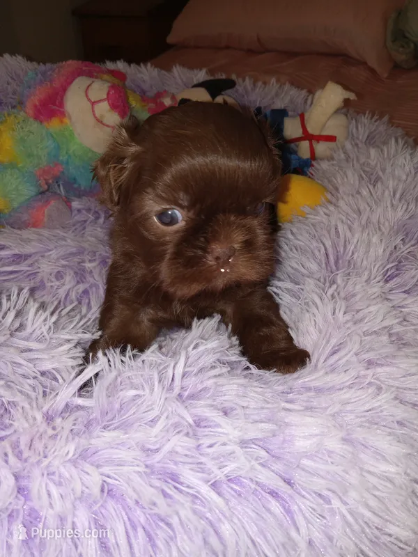 Georgia – Shih Tzu puppy for sale in Montgomery, LA