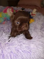 Georgia, a female Shih Tzu for sale in Montgomery, LA – 1 of 3