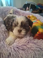Levi, a male Shih Tzu for sale in Montgomery, LA – 3 of 3