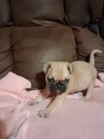 Diesel, a male Pug for sale in Montgomery, LA – 2 of 3