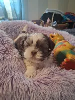 Henry, a male Shih Tzu for sale in Montgomery, LA – Photo 3 of 3