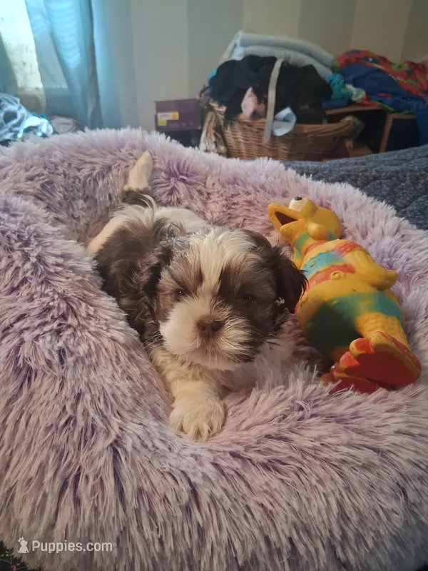 Henry, a male Shih Tzu for sale in Montgomery, LA – Photo 1 of 3
