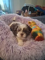 Henry, a male Shih Tzu for sale in Montgomery, LA – Photo 1 of 3