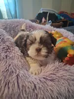 Henry, a male Shih Tzu for sale in Montgomery, LA – Photo 2 of 3