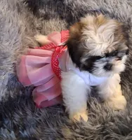 Sophia, a female Shih Tzu for sale in Montgomery, LA – 2 of 3