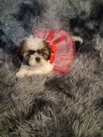 Sophia, a female Shih Tzu for sale in Montgomery, LA – 3 of 3