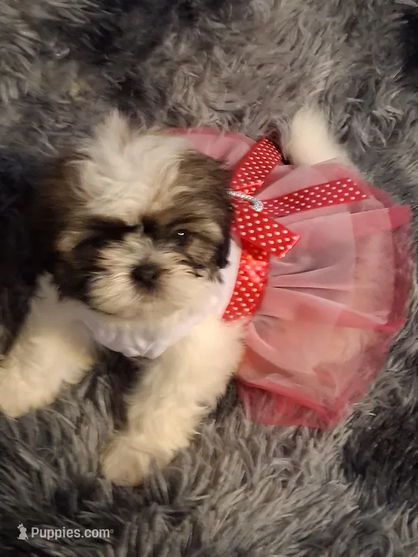 Sophia – Shih Tzu puppy for sale in Montgomery, LA