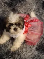 Sophia, a female Shih Tzu for sale in Montgomery, LA – 1 of 3