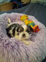 Lily, a female Shih Tzu for sale in Montgomery, LA – Photo 2 of 3
