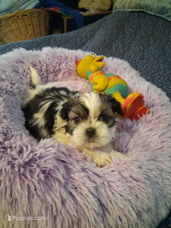 Lily, a female Shih Tzu for sale in Montgomery, LA – Photo 1 of 3