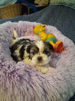 Lily, a female Shih Tzu for sale in Montgomery, LA – Photo 1 of 3