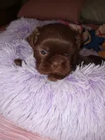 Max, a male Shih Tzu for sale in Montgomery, LA – 3 of 3