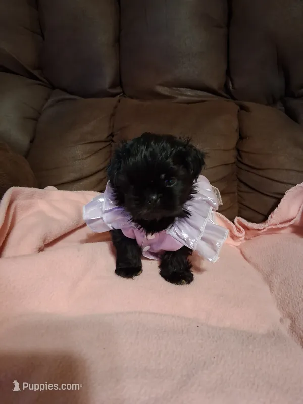 Sophie – Shih Tzu puppy for sale in Montgomery, LA