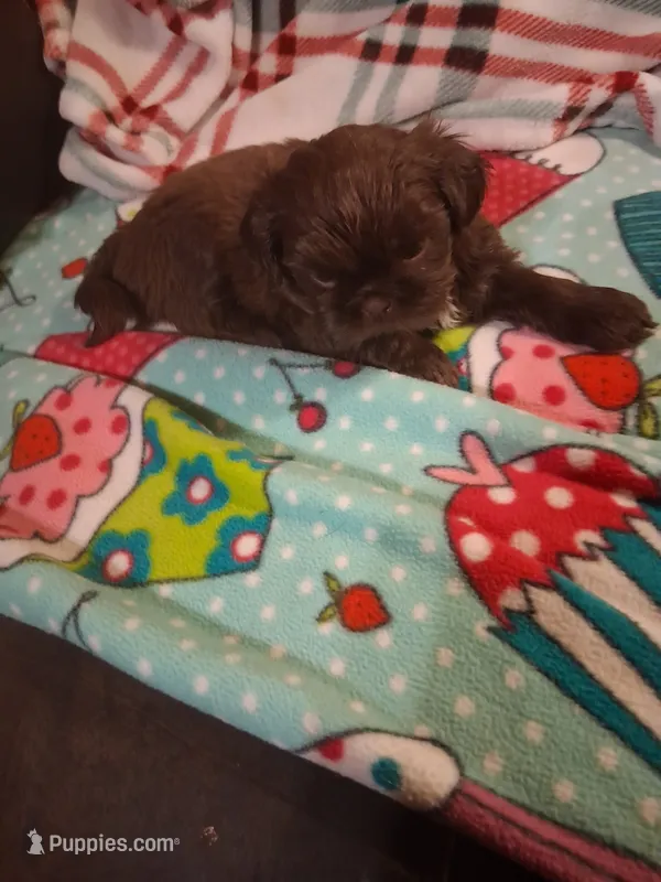 Daisy – Shih Tzu puppy for sale in Montgomery, LA