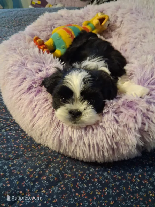 Sam – Shih Tzu puppy for sale in Montgomery, LA