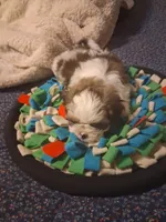 Hank, a male Shih Tzu for sale in Montgomery, LA – 2 of 3
