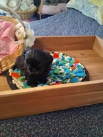 Sophie, a female Shih Tzu for sale in Montgomery, LA – 2 of 3