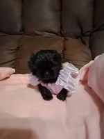 Lily, a female Shih Tzu for sale in Montgomery, LA – 4 of 5