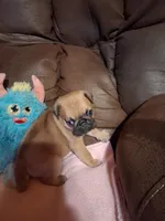 Thor, a male Pug for sale in Montgomery, LA – 2 of 3