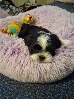 Sam, a male Shih Tzu for sale in Montgomery, LA – 2 of 3