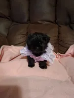 Lily, a female Shih Tzu for sale in Montgomery, LA – 1 of 5