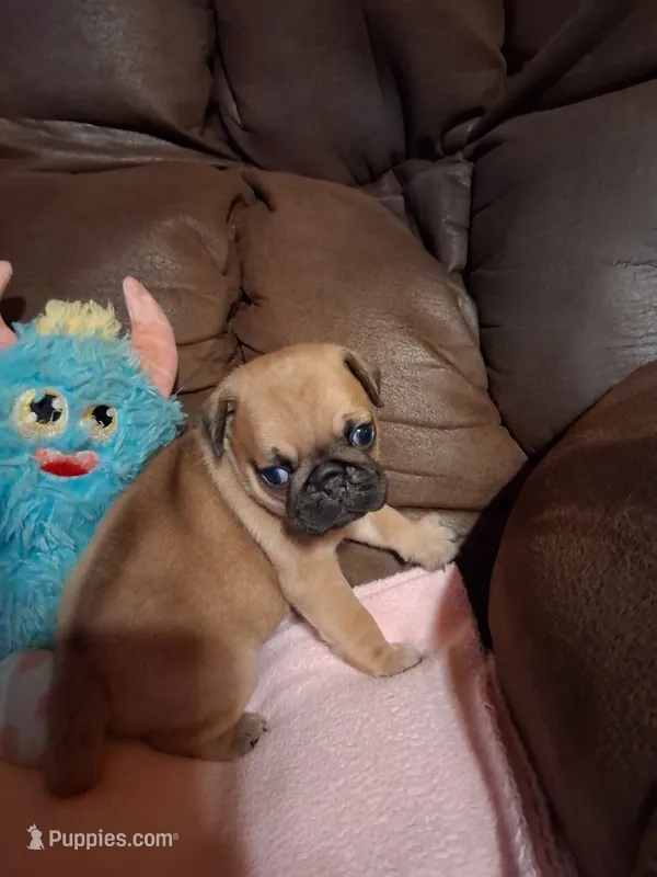 Thor – Pug puppy for sale in Montgomery, LA