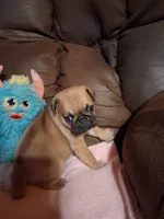Thor, a male Pug for sale in Montgomery, LA – 1 of 3