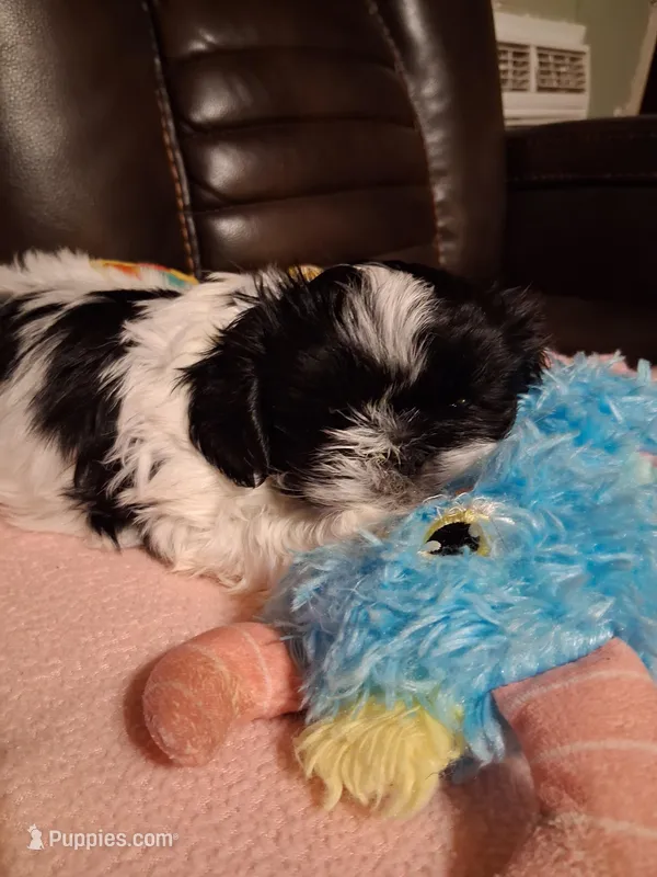 Cooper – Shih Tzu puppy for sale in Montgomery, LA