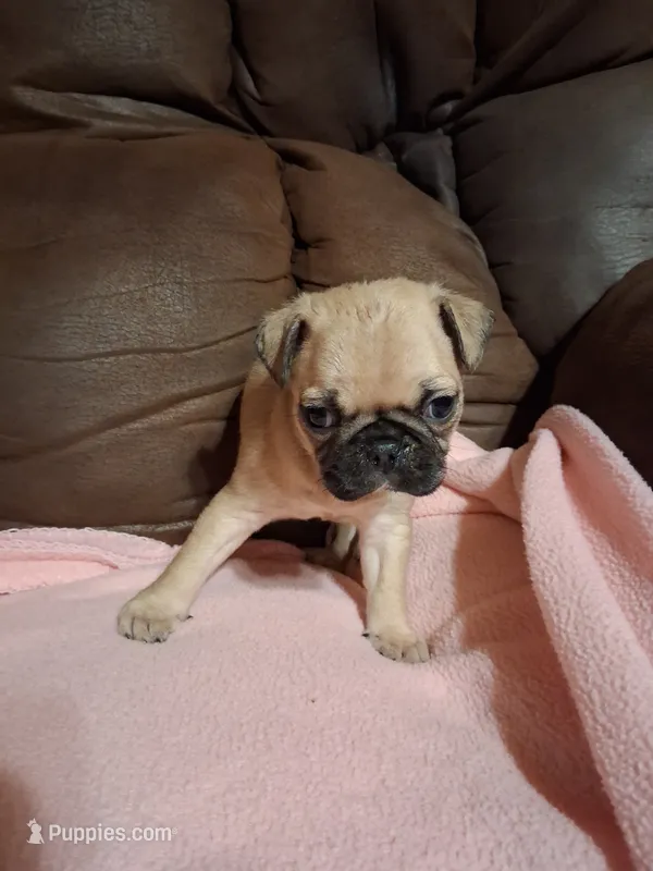 Diesel – Pug puppy for sale in Montgomery, LA