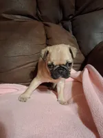 Diesel, a male Pug for sale in Montgomery, LA – 1 of 3
