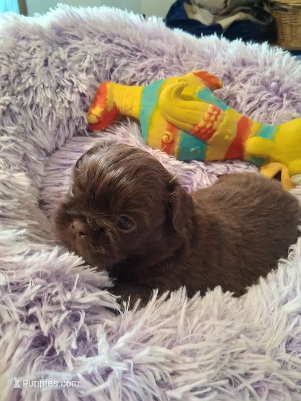 Rosie – Shih Tzu puppy for sale in Montgomery, LA